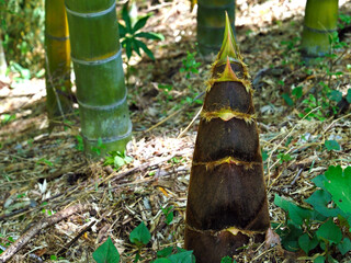 4月の竹林に生える竹の子（1本）