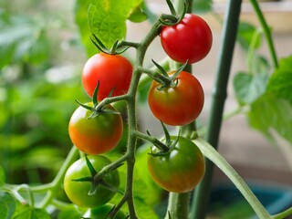 プランター栽培のミニトマトの房