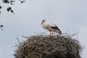 White stork (Ciconia ciconia) on its nest.