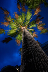 palm tree in the night