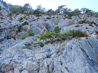 Close-up view of the mountain vegetation of coastal rocks that is incredibly kept on rocky soil under the scorching tropical sun.