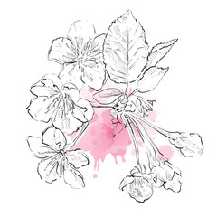 Obraz premium Spring blossom cherry tree branch on white background. Watercolor vector drops