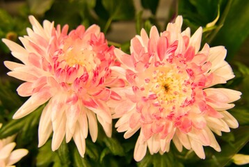 colorful flowers grow on green background