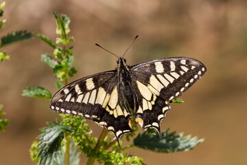 Papilio machaon, World swallowtail, butterfly with yellow and black open wings