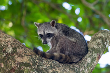 raccoons resting in a tree in Cahuita National Park, Costa Rica