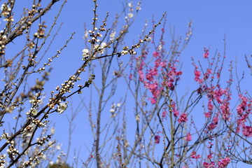 青空の下で美しく咲いている梅の花
