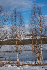 trees in winter with a whooper swan in thawed lake and hills in the back