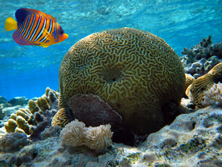 Underwater Scene With Coral Reef And Exotic Fishes. Red Sea