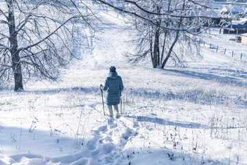 Senior woman walking in the winter forest using Nordic walking sticks. Active lifestyle, adventure concept. Nordic walking in winter