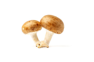 Pair of royal champignons isolated on white background.