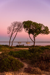 Naklejka na ściany i meble tree at sunset , Ria Formosa Park Algarve Portugal 