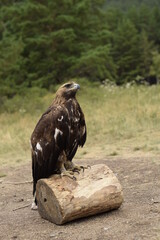 A proud falcon sits on a felled tree. Wild nature of Kazakhstan.