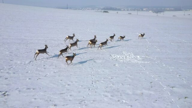 Herd of Roe Deers migrating through snowy fields. Deers are dangerous pests for young seedlings. Helicopter flight over wild animals. Wildlife from above. Aerial safari in Central Europe. 