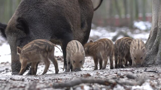 Closeup young wild boar Sus scrofa family, calm piggy looking for nutriment in dark woods. Wildlife tranquil scene of animals of long furry. Strong nose, well smell sense to search food in omnivorous.