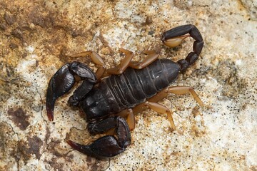 Euscorpius flavicaudis, European yellow-tailed scorpion, black scorpion with yellow legs on the rock