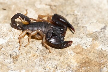 Euscorpius flavicaudis, European yellow-tailed scorpion, black scorpion with yellow legs on the rock
