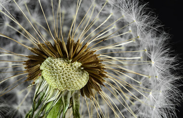 Dandelion seed head macro shot