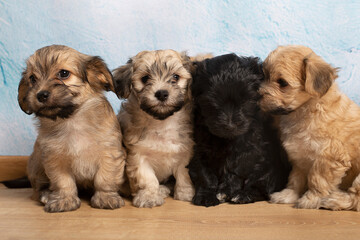 Group of little cute havanese sitting and posing
