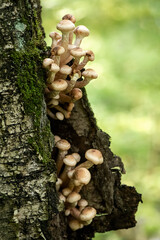 Bunch of Armillaria mellea mushrooms grows under the bark of birch tree trunk