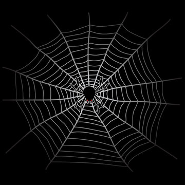 spider web and spider in the dark