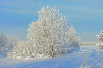 Russia,Republic Of Karelia,Kostomuksha. Here is a white tree against an azure sky. February, 12. 2021.