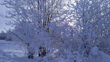 Russia,Republic of Karelia,Kostomuksha. Snow covered tree twigs.February, 12.2021
