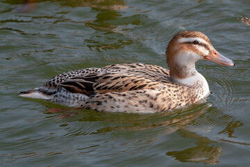 Cane colvert sur l'étang	