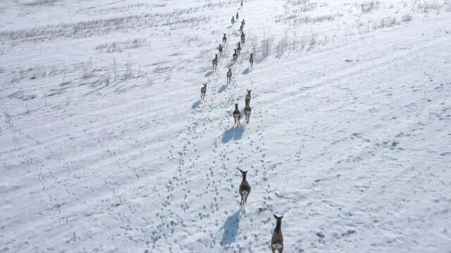 Herd of Roe Deers migrating through snowy fields. Deers are dangerous pests for young seedlings. Helicopter flight over wild animals. Wildlife from above. Aerial safari in Central Europe. 