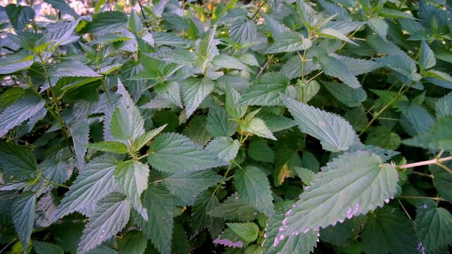 Brennnesseln im Wald 