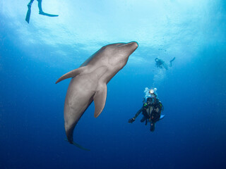 Curious wild Common bottlenose dolphin and scuba divers (Rangiroa, Tuamotu Islands, French Polynesia in 2012)