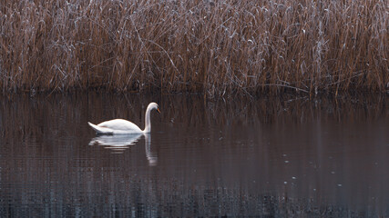 Winter pond with a swan