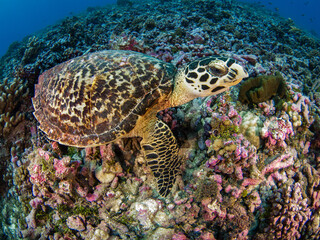 Naklejka na ściany i meble Young Hawksbill turtle in coral reef (Rangiroa, Tuamotu Islands, French Polynesia in 2012)