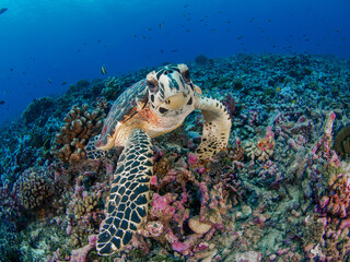 Young Hawksbill turtle in coral reef (Rangiroa, Tuamotu Islands, French Polynesia in 2012)