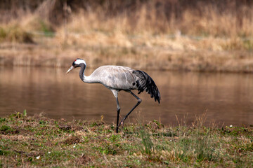 Grue cendrée au bord du marais