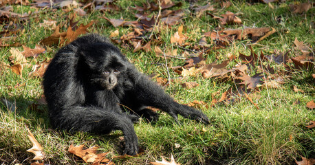 a close up of a monkey