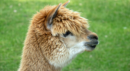 Naklejka premium Close up of an alpaca
