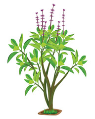isolated Thai basil plant on white background vector design
