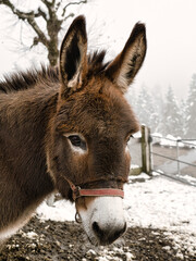 Fototapeta premium Portrait of a brown donkey