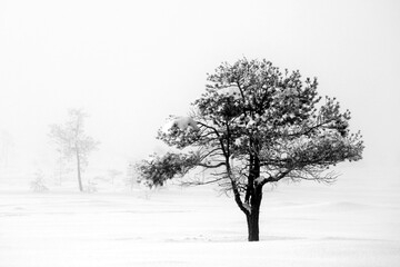 Cold (–20 Celsius) day at Torronsuo national park. Pine tree, snow on the ground and mist in the air.