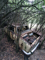 Fototapeta premium completely overgrown abandoned car