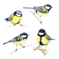 Tit Birds Watercolor Hand Painted Illustration Set isolated on white background - 413484343