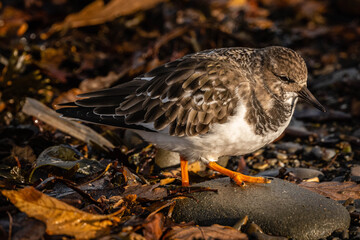 Turnstone stepping up onto a pebble