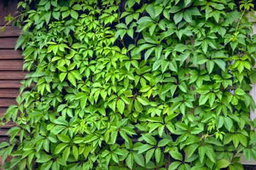 Fototapeta na wymiar Fast growing climbing plant for hedges and fences close-up. Green plant on the wall background.