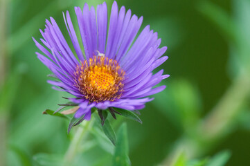 Fototapeta premium New England Aster in bloom