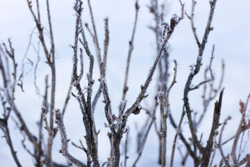 Fototapeta na wymiar Currant bushes in hoarfrost in winter. Winter background. Winter nature