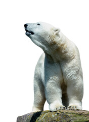 Polar bear stand on the rock isolated on a white background.