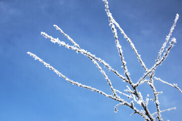 Branches of trees in hoarfrost against a background of blue sky Winter background. Nature