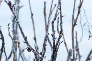 Currant bushes in hoarfrost in winter. Winter background. Winter nature