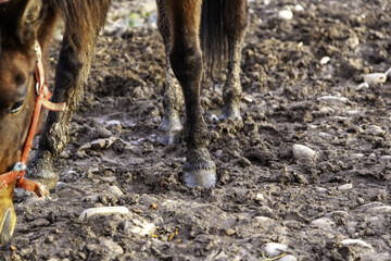 Horse legs in mud