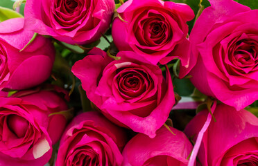 Bouquet of pink roses. Close up. Natural background.